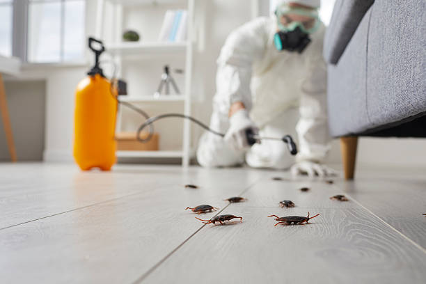 Post-Treatment Bed Bug Interceptor Monitoring in Twin Lakes